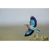 Sony Alpha 9 Mark III Full-frame Mirrorless Interchangeable Lens Camera Body