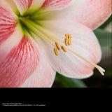 Panasonic DC-S5M2X 24.2MP Camera with S-R2060 20-60mm and S-S50 50mm Lens