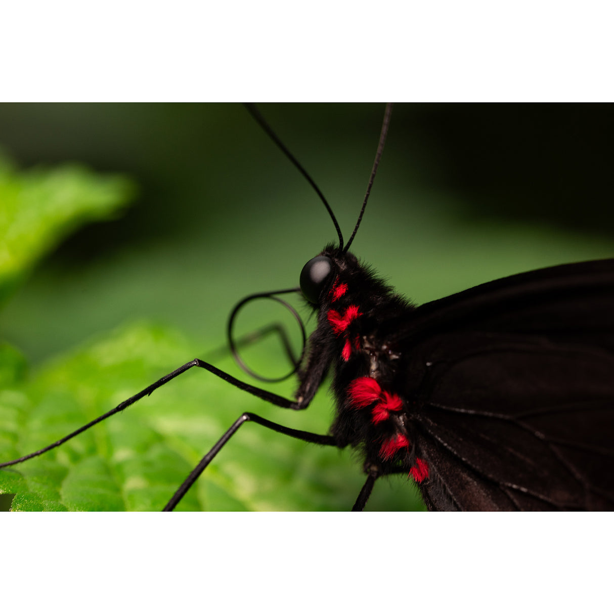 Panasonic LUMIX Full Frame 100mm F2.8 Macro Lens for Lumix S Series Cameras (S-E100)