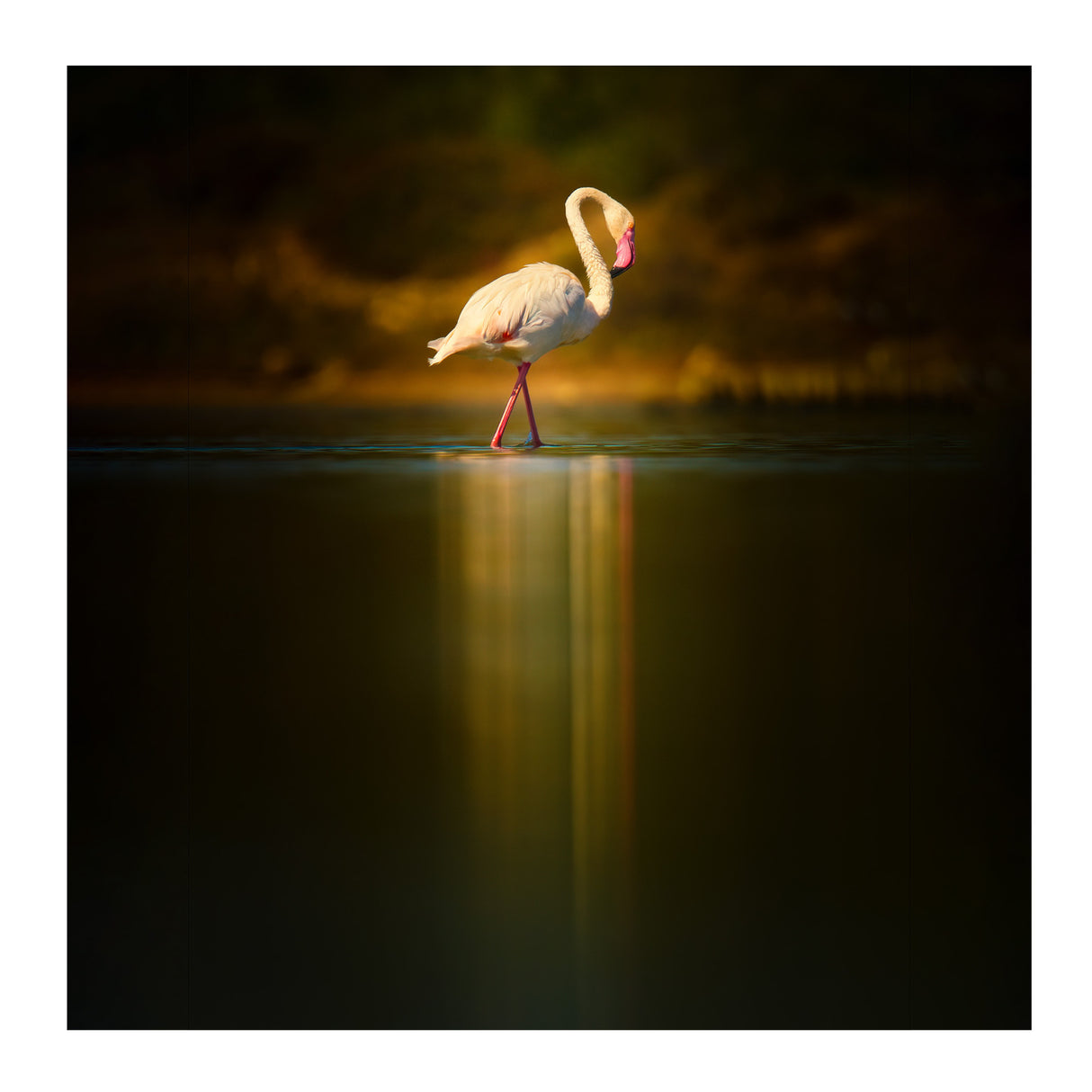 OM SYSTEM M.Zuiko Digital ED 150-600mm f/5-6.3 IS Lens (Micro Four Thirds)