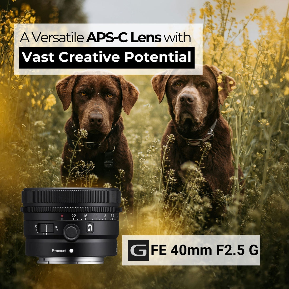 Sony SEL40F25G FE 40mm f/2.5 G Full-Frame G Lens with Editing Software, 64GB Memory Card Bundle