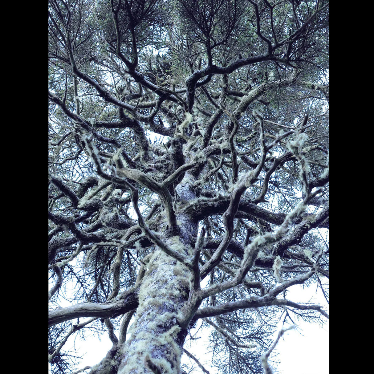 Panasonic LUMIX S5II 24.2MP Full Frame Mirrorless Camera with S 50mm f/1.8 Lens and RS 3 Mini Gimbal