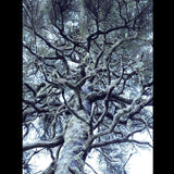 Panasonic LUMIX S5II 24.2MP Full Frame Mirrorless Camera with S 50mm f/1.8 Lens and RS 3 Mini Gimbal