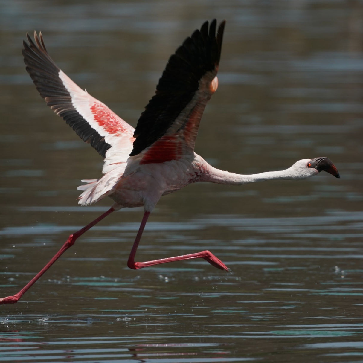 Sony FE 200-600mm f/5.6-6.3 G OSS Super Telephoto Zoom Lens with 64GB Memory Card Bundle