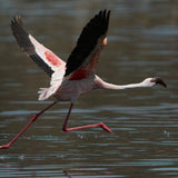 Sony FE 200-600mm f/5.6-6.3 G OSS Super Telephoto Zoom Lens with 64GB Memory Card Bundle