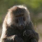 Sony FE 200-600mm f/5.6-6.3 G OSS Super Telephoto Zoom Lens with 64GB Memory Card Bundle