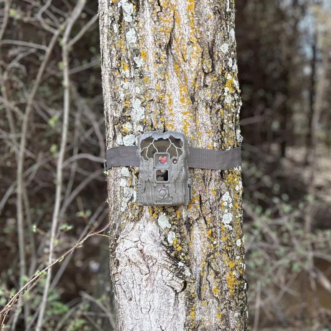 Stealth Cam 20MP Trail Camera with 60 Feet Range Detection and 720P Video Resolution (2-Pack)