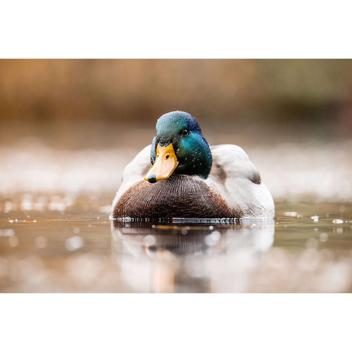 Tamron A057Z 150-500mm F/5-6.7 Di III VC VXD Lens for Nikon Z-Mount with Sling Camera Bag Bundle