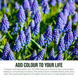 Agfa Photo DC5500 Compact Digital Camera (Gray) with Camera Case (Black and Galaxy Blue) Bundle