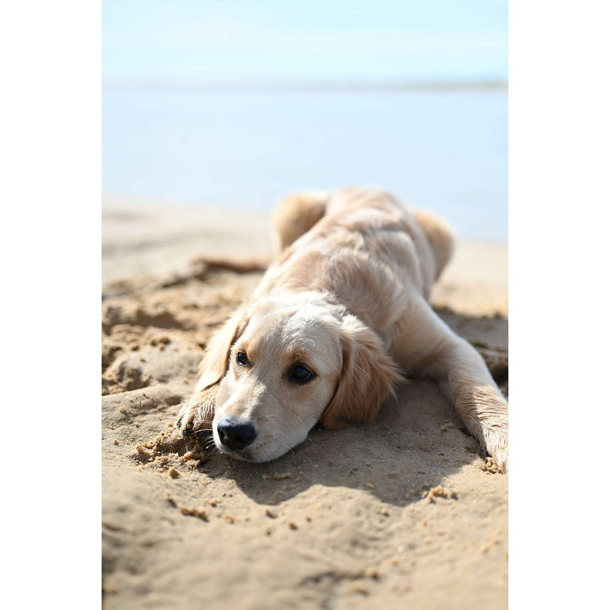 Nikon NIKKOR Z 50mm f/1.4 Lens (Nikon Z)