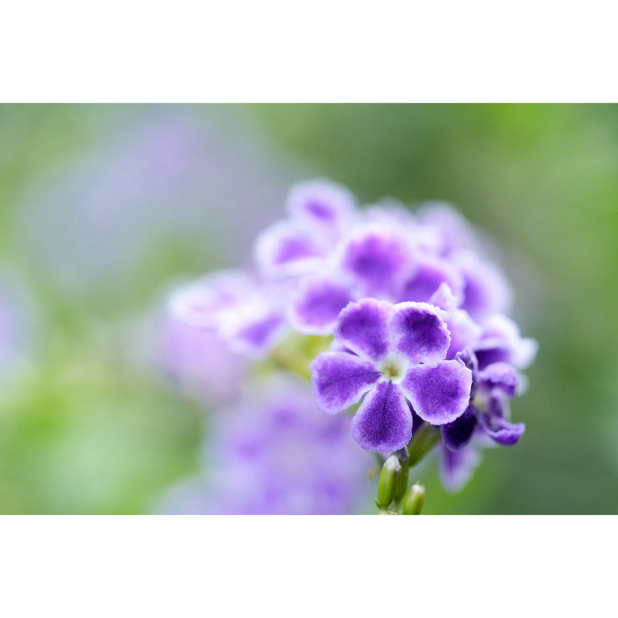 Tamron 90mm f/2.8 Di III VXD Lightweight Macro Lens for Full-Frame Mirrorless Nikon Z-Mount Cameras