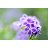 Tamron 90mm f/2.8 Di III VXD Lightweight Macro Lens for Full-Frame Mirrorless Nikon Z-Mount Cameras