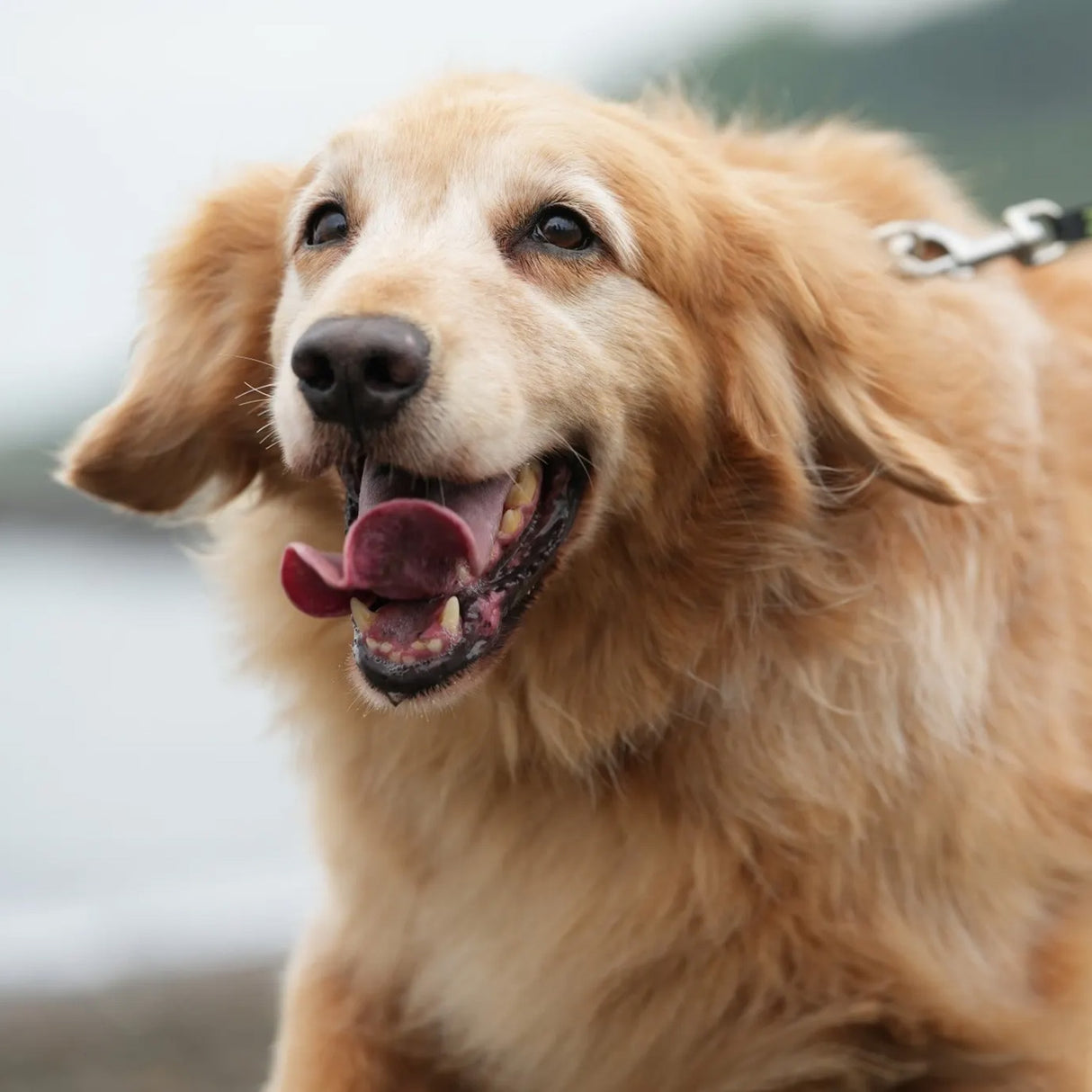 Sony Alpha 7 IV Full-Frame Mirrorless Lens Camera (Body Only) Bundle