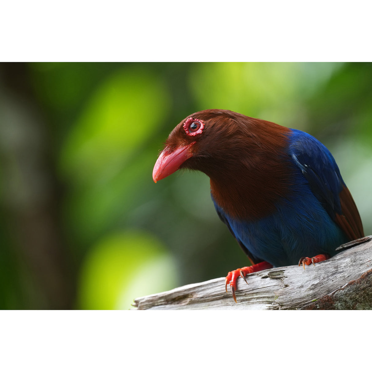 Sony Alpha 1 Mark II Full-Frame Mirrorless Interchangeable Lens Camera