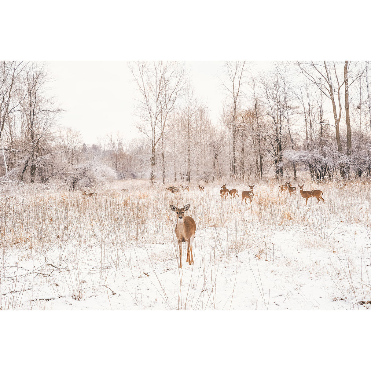 Sony FE 28-70mm f/2 GM Lens (Sony E-Mount)