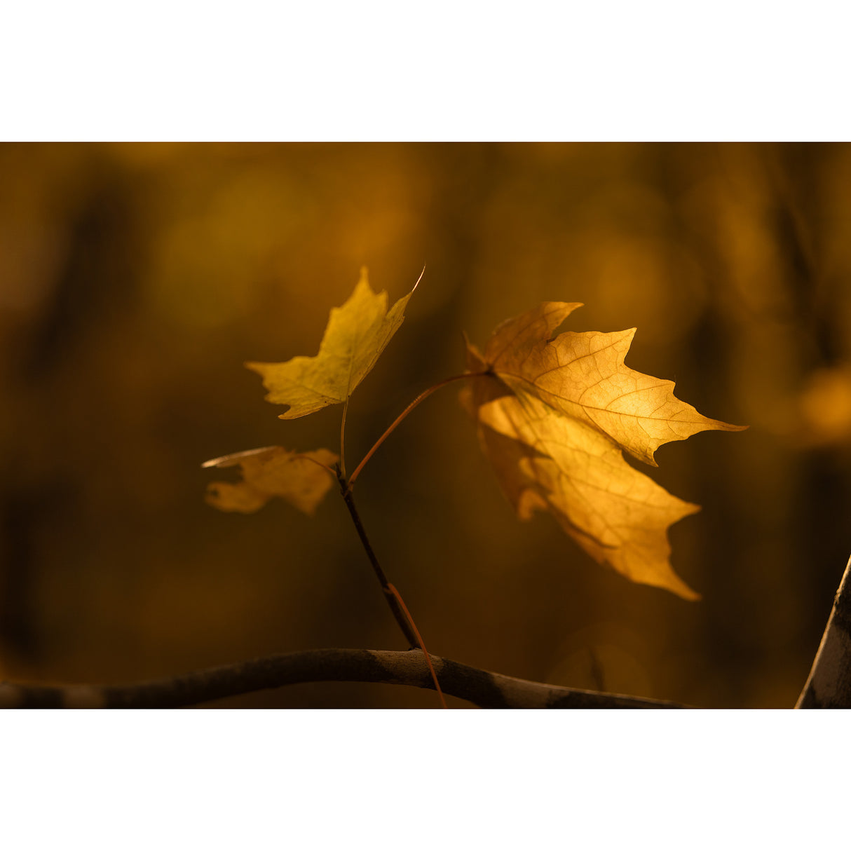 Sigma 56mm F1.4 DC DN Contemporary Lens (Canon RF-Mount)