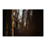 Stealth Cam Eco Mount with Horizontal and Vertical Pivot and Rugged Steel Tube Construction (Black)