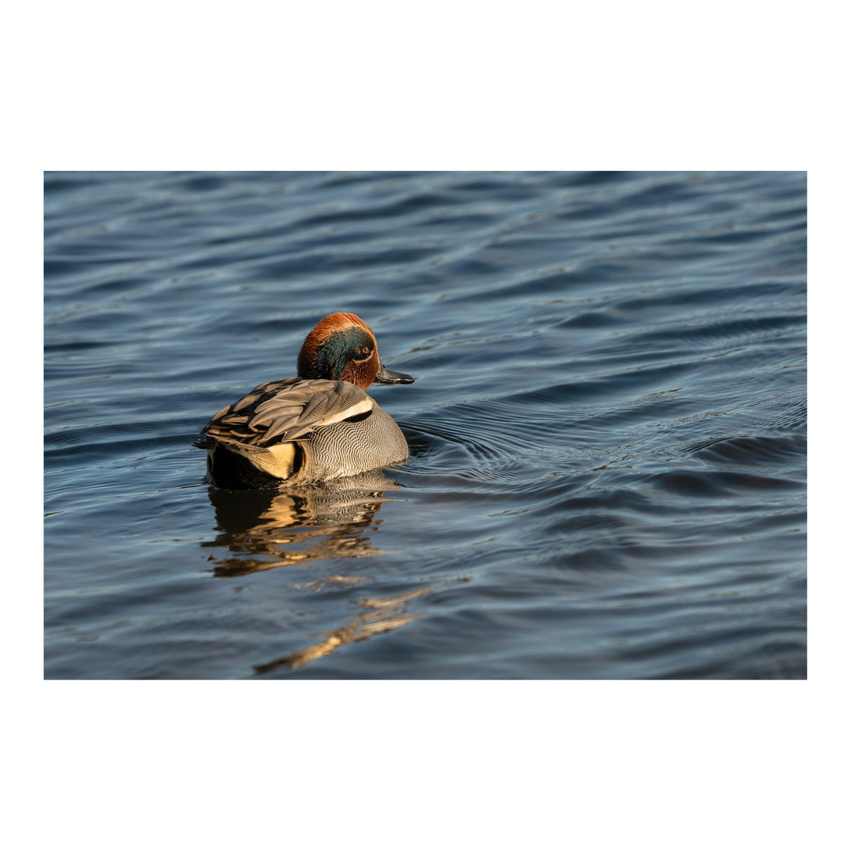 Sigma 300-600mm f/4 DG OS Sports Lens for Sony E-Mount