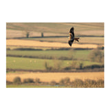 Sigma 300-600mm f/4 DG OS Sports Lens (L Mount)