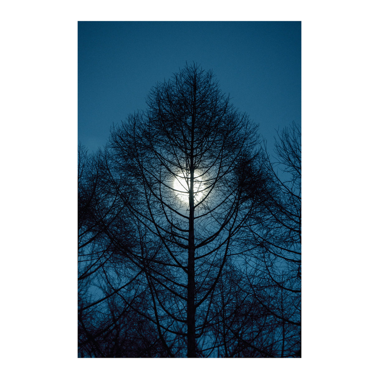 Sigma 16-300mm F3.5 - 6.7 DC OS Contemporary Lens (Canon RF Mount)