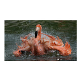 Sony FE 400-800mm f/6.3-8 G OSS Lens