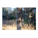 Muddy Matrix 2.0 Dual Network Brown Cellular Camera (10-Pack) with Ten 32GB SD Cards and Card Reader