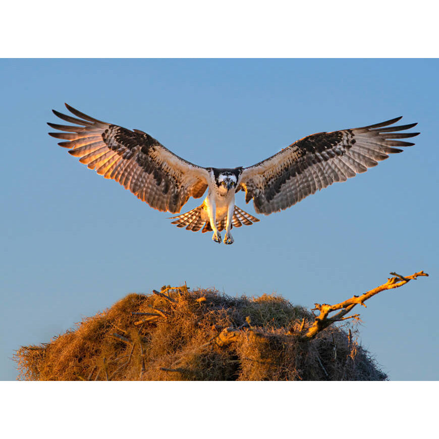 Nikon 16766Q Monarch M7 10x42 Water-Proof and Fog-Proof Binocular with ED Lenses (Refurbished)