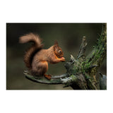 Sigma 300-600mm f/4 DG OS Sports Lens for Sony E-Mount Bundle