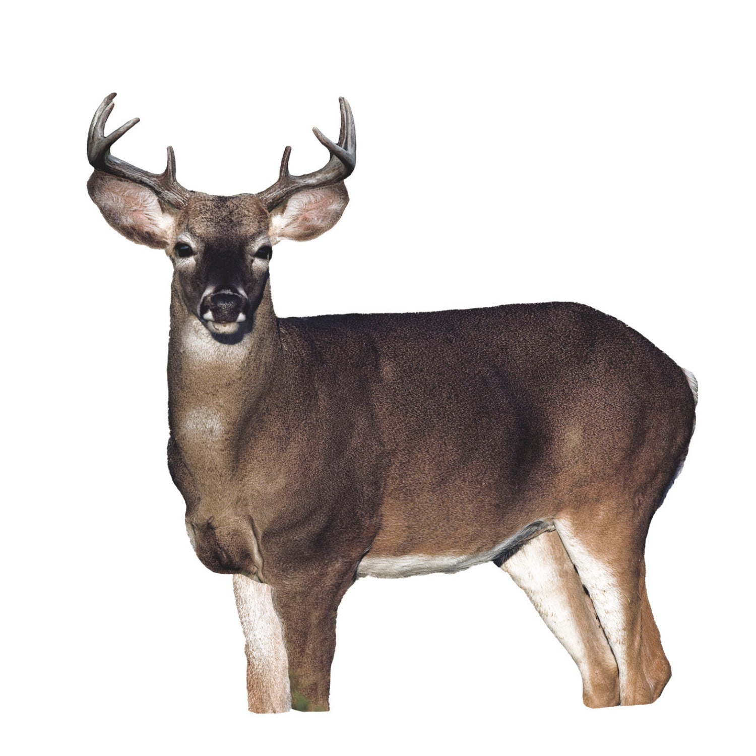 Montana Decoy Dream Team Buck and Doe
