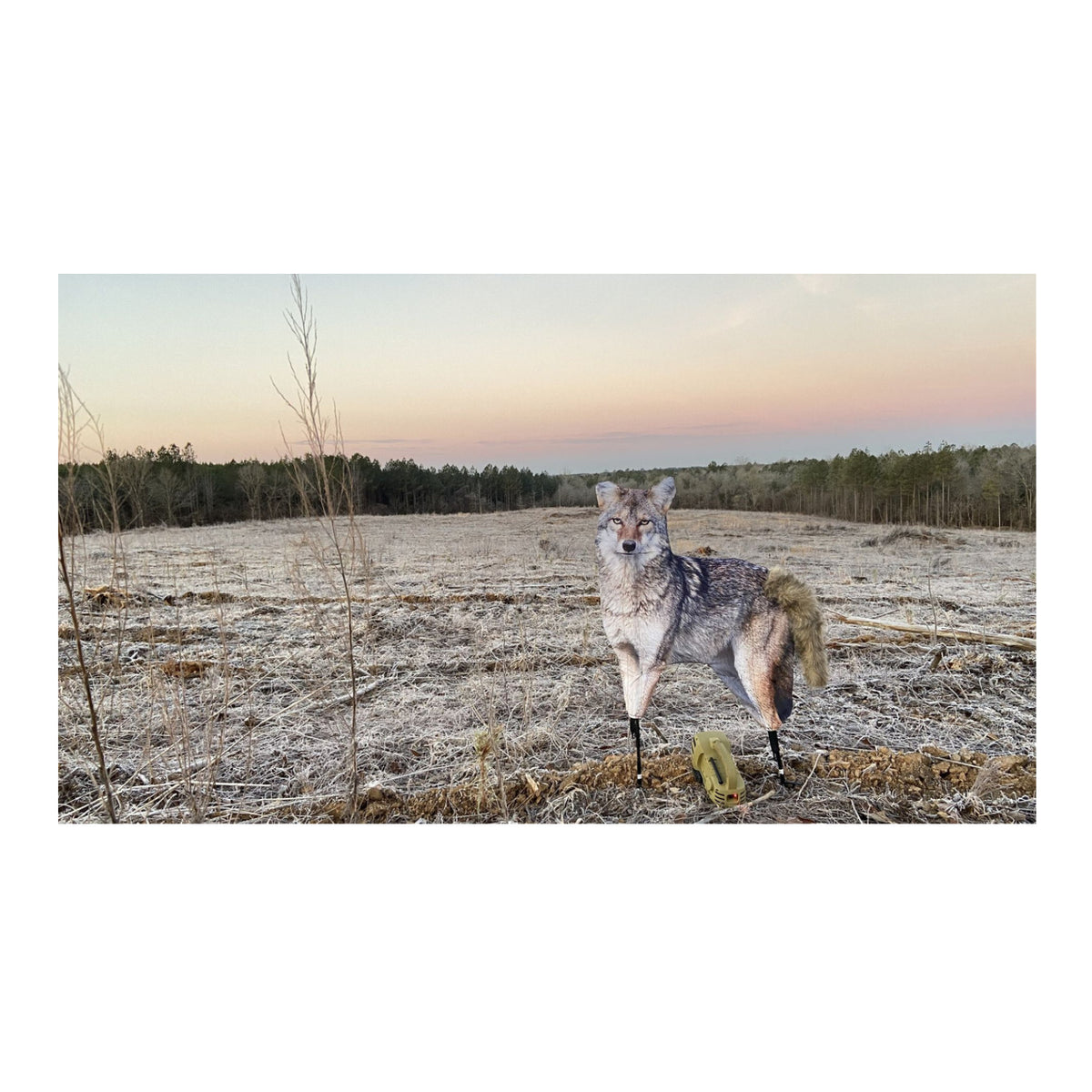 Montana The Song Dog Realistic Coyote Decoy with 3D Moving Tail