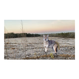 Montana The Song Dog Realistic Coyote Decoy with 3D Moving Tail