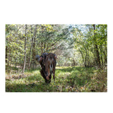 Montana Decoy Deer Rump Whitetail Decoy  Lightweight and Foldable Hunting Decoy