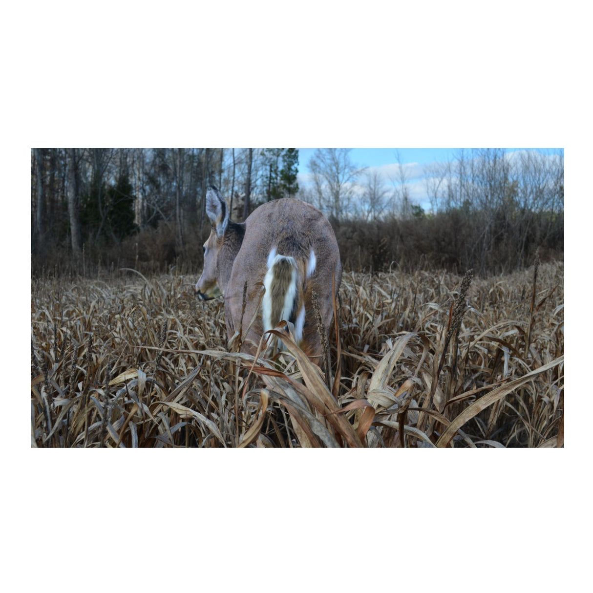 Montana Decoy Deer Rump Whitetail Decoy  Lightweight and Foldable Hunting Decoy