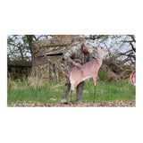 Montana Decoy Dreamy Doe Whitetail Deer Decoy