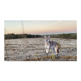 Montana Decoy The Song Dog Realistic Coyote Decoy 3D Moving Tail Carrier Bundle
