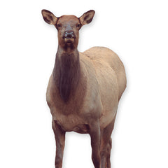 Montana Decoy Eichler Elk - Ultra-Portable, Full-Body Designed by Fred Eichler