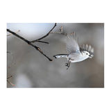 Nikon Z8 Mirrorless Camera with 180-600mm f/5.6-6.3 Lens Kit (Nikon Z)