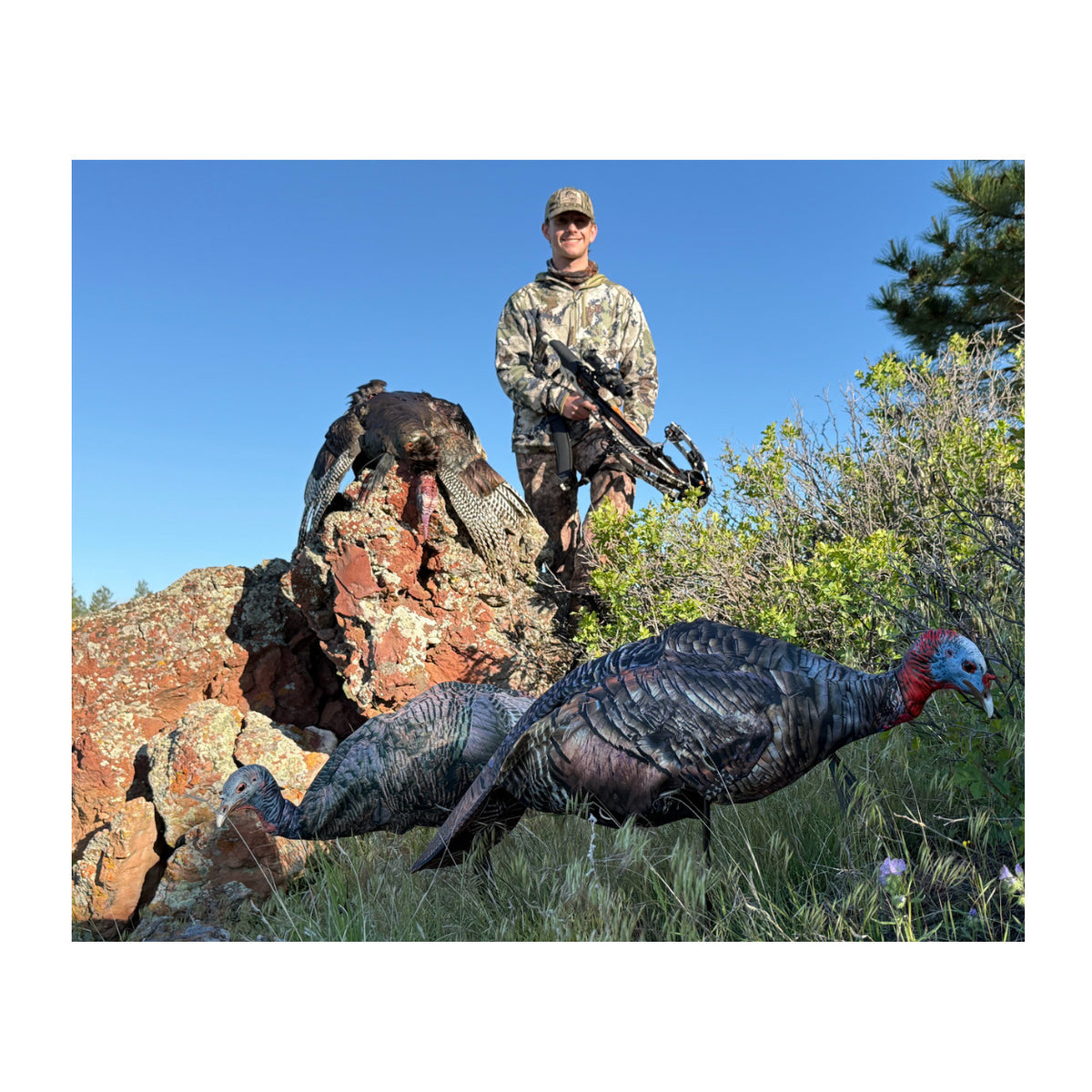 Montana Decoy Miss Purr-Fect XD3 Realistic Turkey Decoy