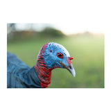 Montana Decoy Purr-Fect Pair XD3 Combo Turkey Decoys with Multiple Pose Options (Open Box)