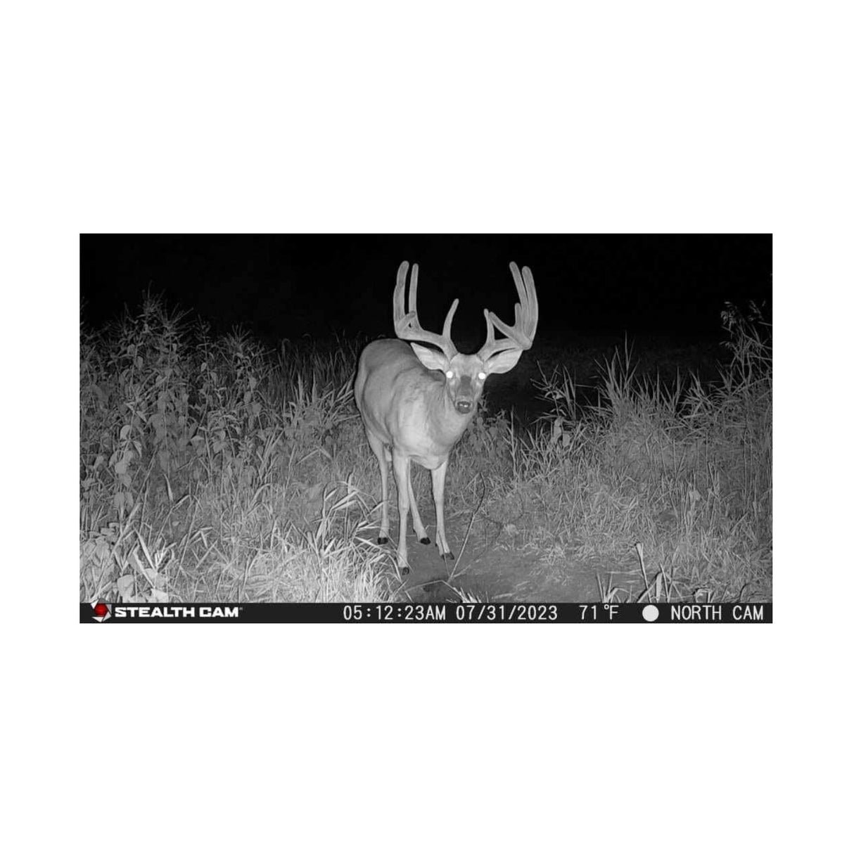Stealth Cam Fusion X-Pro 36MP 720P Cellular Dual Sim Trail Camera 2-Pack Bundle