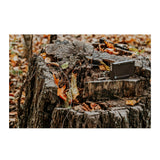 Browning Trail Cameras Rechargeable Battery Power Pack (10-Pack) Bundle