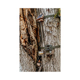 Browning Trail Cameras Universal Solar Camera Power Pack (8-Pack) with Card Reader Bundle