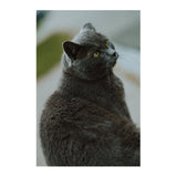 Thypoch Simera 75mm f/1.4 ASPH Full Frame Manual Lens (Leica M, Black)