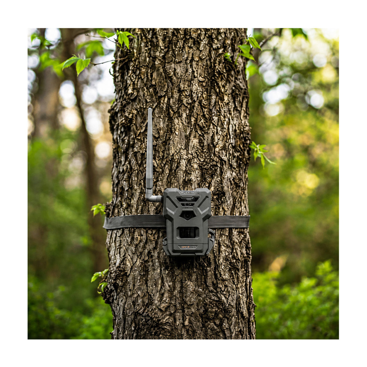Spypoint Flex-M Trail Camera 2-Pack with Solar Panels and Card Reader (5 Items)