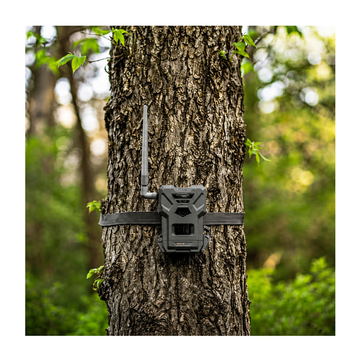 Spypoint Flex-M Trail Camera 4-Pack with Solar Panels and Card Reader (9 Items)