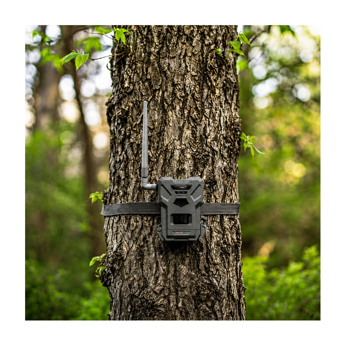 Spypoint Flex-M Trail Camera 2-Pack with 5W Solar Panels and Reader (5 Items)