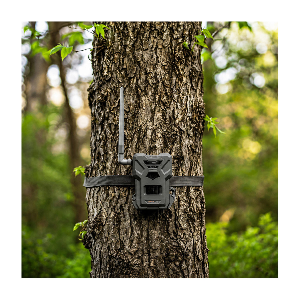 Spypoint Flex-M Trail Camera 4-Pack with 5W Solar Panels and Reader (9 Items)