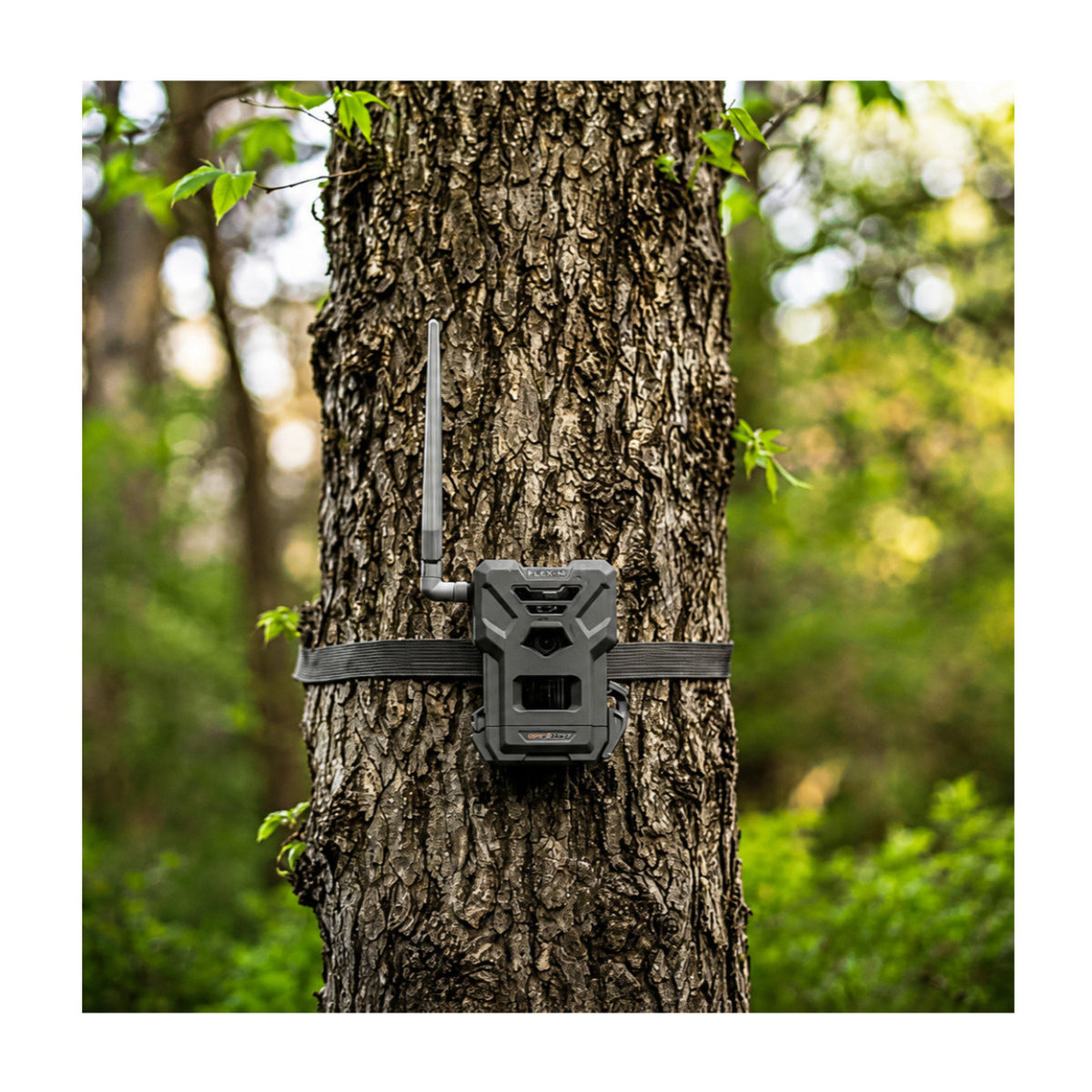 Spypoint Flex-M Trail Camera 10-Pack with 5W Solar Panels and Reader (21 Items)