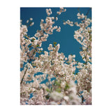 Kodak Ektacolor Pro 160 Daylight Color Negative Sheet Film 4 x 5 Inch, 10 Sheets