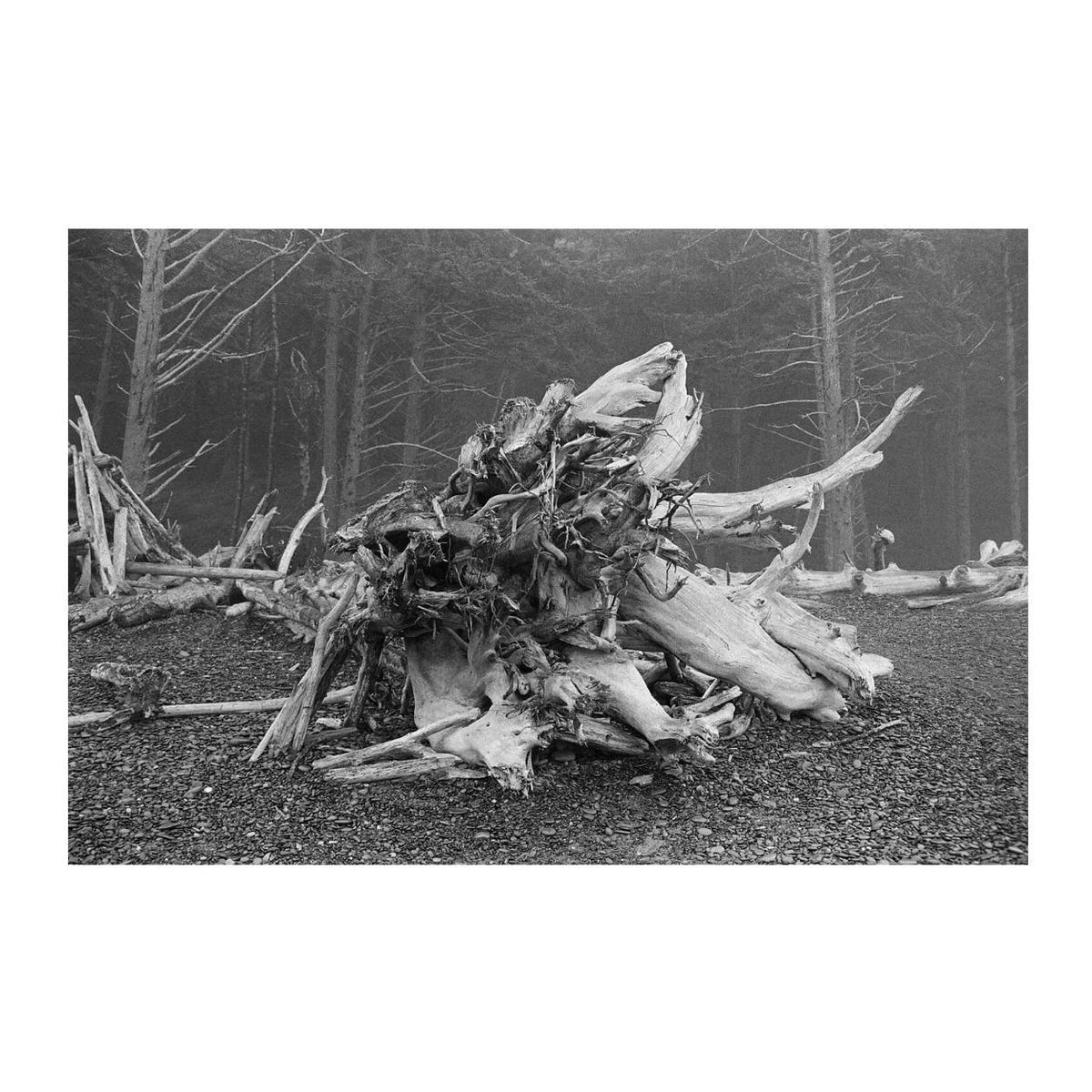 Kodak EKTAPAN 400 Black and White Negative Film (4 x 5 Inch, 10 Sheets)